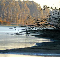Barmah National Park - Accommodation Gladstone