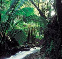 Melba Gully - Accommodation Gladstone