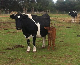 Animal Land Children's Farm - Accommodation Gladstone 0