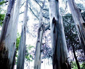 Dandenong Ranges National Park - Accommodation Gladstone 0
