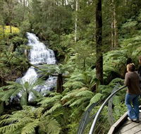 Great Otway National Park - Accommodation Gladstone
