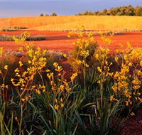 Royal Botanic Gardens Victoria Cranbourne - Accommodation Gladstone
