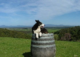 Windy Ridge Vineyard And Winery - Accommodation Gladstone 0