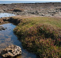 Ricketts Point Marine Sanctuary - Accommodation Gladstone