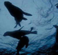 The Arches Marine Sanctuary - Accommodation Gladstone