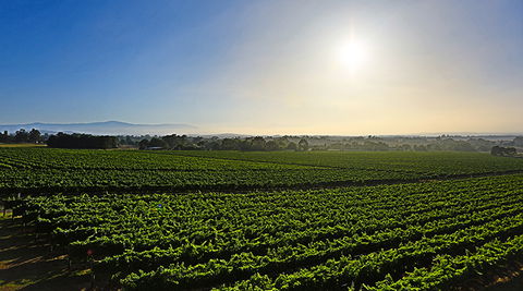 GREENSTONE VINEYARDS - Accommodation Gladstone 0