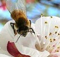 Clayridge Honey - Accommodation Gladstone