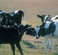 Bodalla Dairy Cheese Factory - Accommodation Gladstone