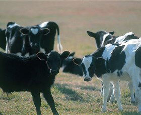 Bodalla Dairy Cheese Factory - Accommodation Gladstone 0
