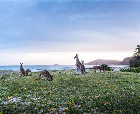 Pebbly Beach NSW Accommodation Gladstone