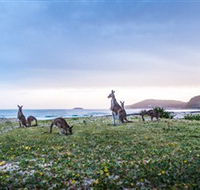 Pebbly Beach - Accommodation Gladstone