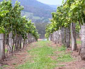 Villa D Esta Vineyard - Accommodation Gladstone 1