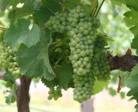 Roses Vineyard At Innes View - Accommodation Gladstone 4