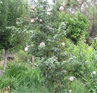 Tombstone Estate Vineyard - Accommodation Gladstone