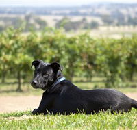 Moothi Estate Vineyard and Cellar Door - Accommodation Gladstone