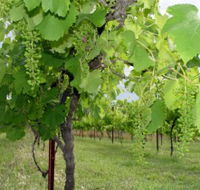 Holland Wines - Accommodation Gladstone