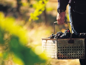 Hartz Barn Wines - Accommodation Gladstone 1