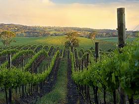 Nepenthe Wines - Accommodation Gladstone 3