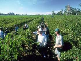 Padthaway Estate Winery - Accommodation Gladstone 1