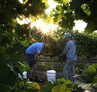 Oakdene Vineyards Restaurant and Cellar Door - Accommodation Gladstone
