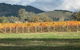 Kooyonga Creek Wines - thumb 4