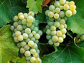 Clover Hill Vineyard - Accommodation Gladstone 0