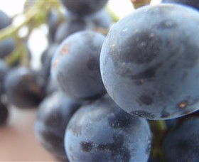 Cannibal Creek Vineyard - Accommodation Gladstone 2
