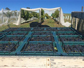 Three Willows Vineyard - Accommodation Gladstone 1