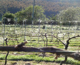 Three Willows Vineyard - Accommodation Gladstone 0