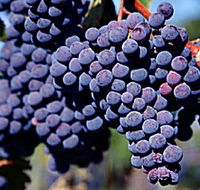 Morningside Vineyard - Accommodation Gladstone