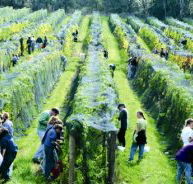 Crosswinds Vineyard - Accommodation Gladstone