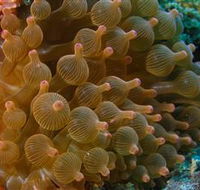 Coral Gardens Dive Site Mooloolaba - Accommodation Gladstone