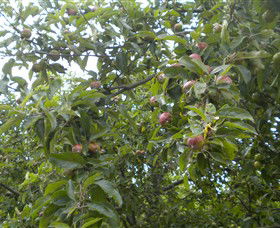 Tin Shed Cider - Accommodation Gladstone 1