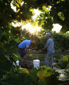 Oakdene Vineyards Restaurant And Cellar Door - Accommodation Gladstone 3