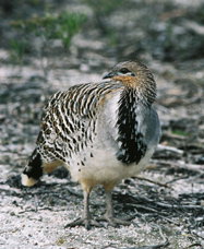 Ongerup ACT Accommodation Gladstone