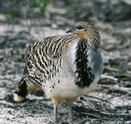 Yongergnow Australian Malleefowl Centre - Accommodation Gladstone
