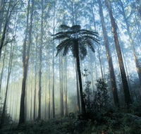 Yarra Ranges National Park - Accommodation Gladstone