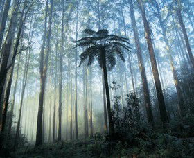 Yarra Ranges National Park - Accommodation Gladstone 0