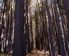 Sugarpine Walk - Accommodation Gladstone 2