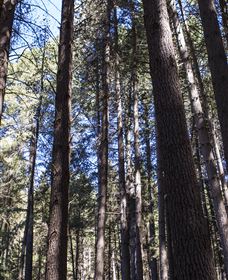 Sugarpine Walk - Accommodation Gladstone 1