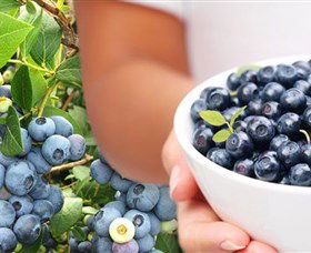 Jolly Berries - Accommodation Gladstone 0