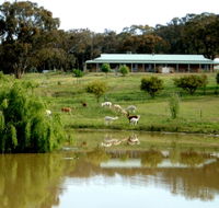 Clearview Alpacas - Accommodation Gladstone