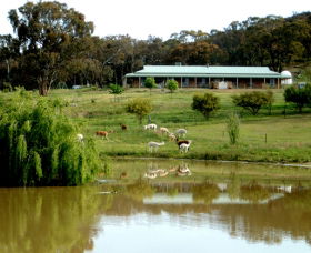 Clearview Alpacas - Accommodation Gladstone 0
