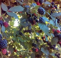 Gunnadoo Berries - Accommodation Gladstone