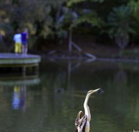 Birdwatching in the South Burnett - Accommodation Gladstone