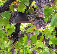  Murrumbateman Winery Company Pty Ltd  - Accommodation Gladstone