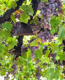  Murrumbateman Winery Company Pty Ltd  - Accommodation Gladstone 0