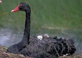 French Island Marine National Park - Accommodation Gladstone 0