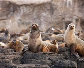 Phillip Island Nature Parks - Accommodation Gladstone 1