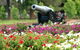 Queens Park, Toowoomba - thumb 2